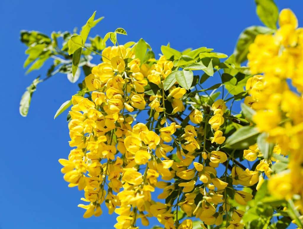 Savonnier - Koelreuteria paniculata