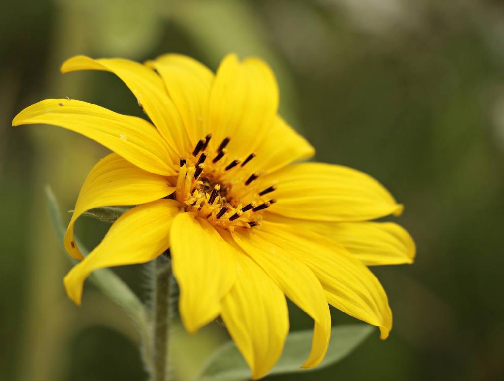 helianthus