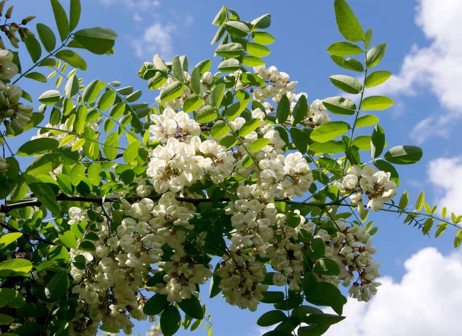 Robinier - Robinia pseudoacacia