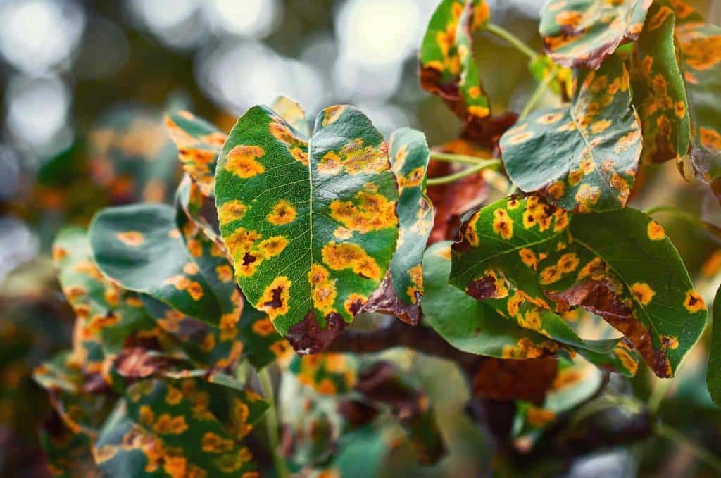 Rouille feuille plante