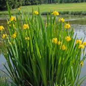 Iris des marais - Iris Pseudacorus