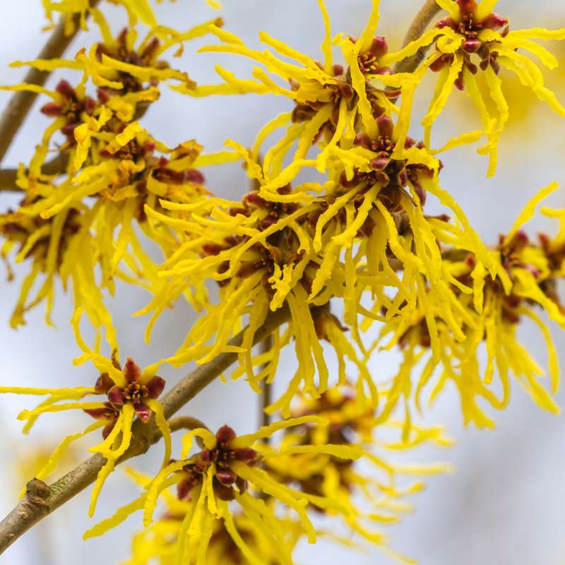 hamamelis fleur