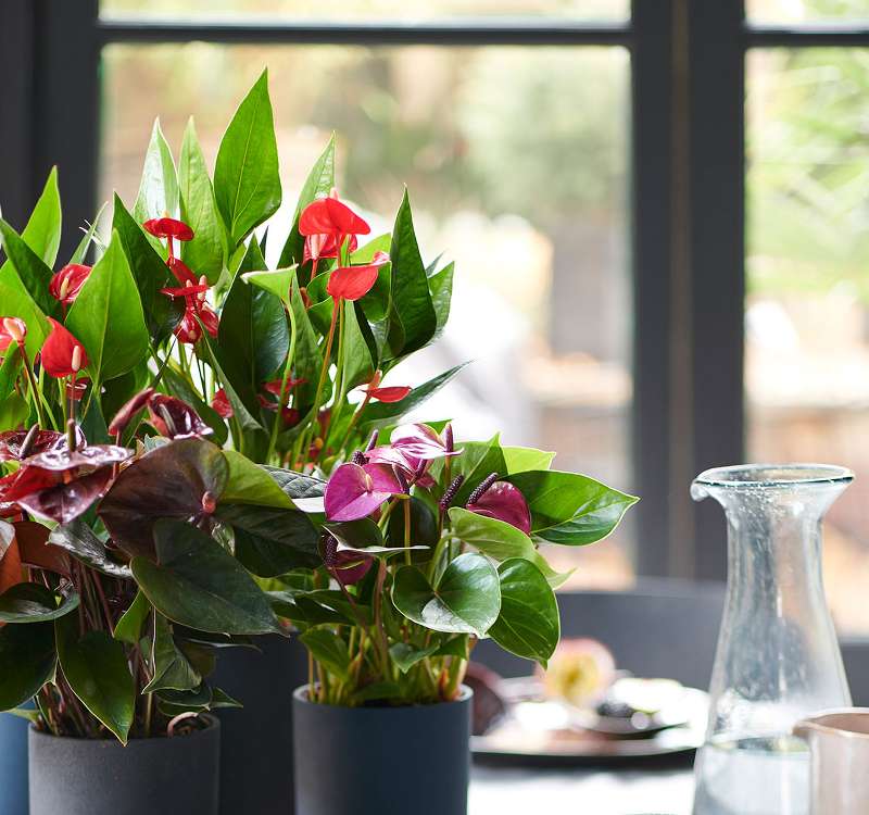 anthurium intérieur maison