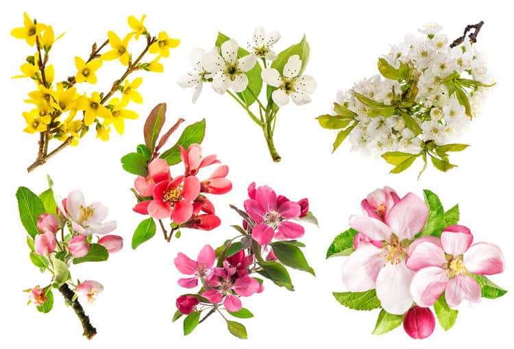 Une variété de fleurs printanières, y compris des pommiers, des cerisiers et des forsythias, éclosent sur un fond blanc.