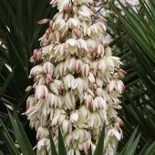yucca exterieur en fleur