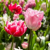 tulipe signification