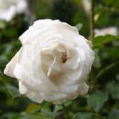 Rosier rose Annapurna