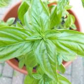 cultiver basilic en pot