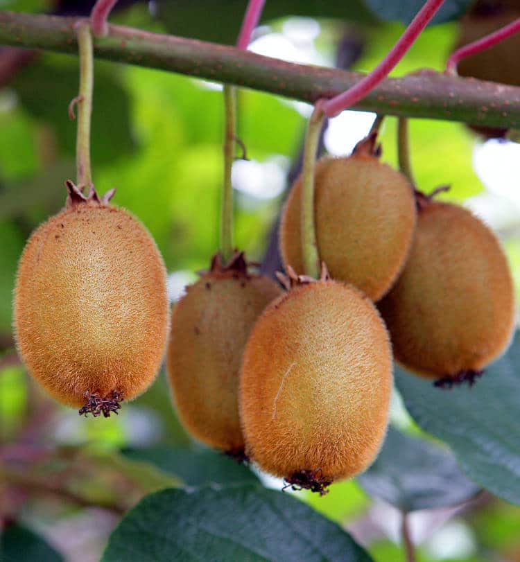 kiwi jardin