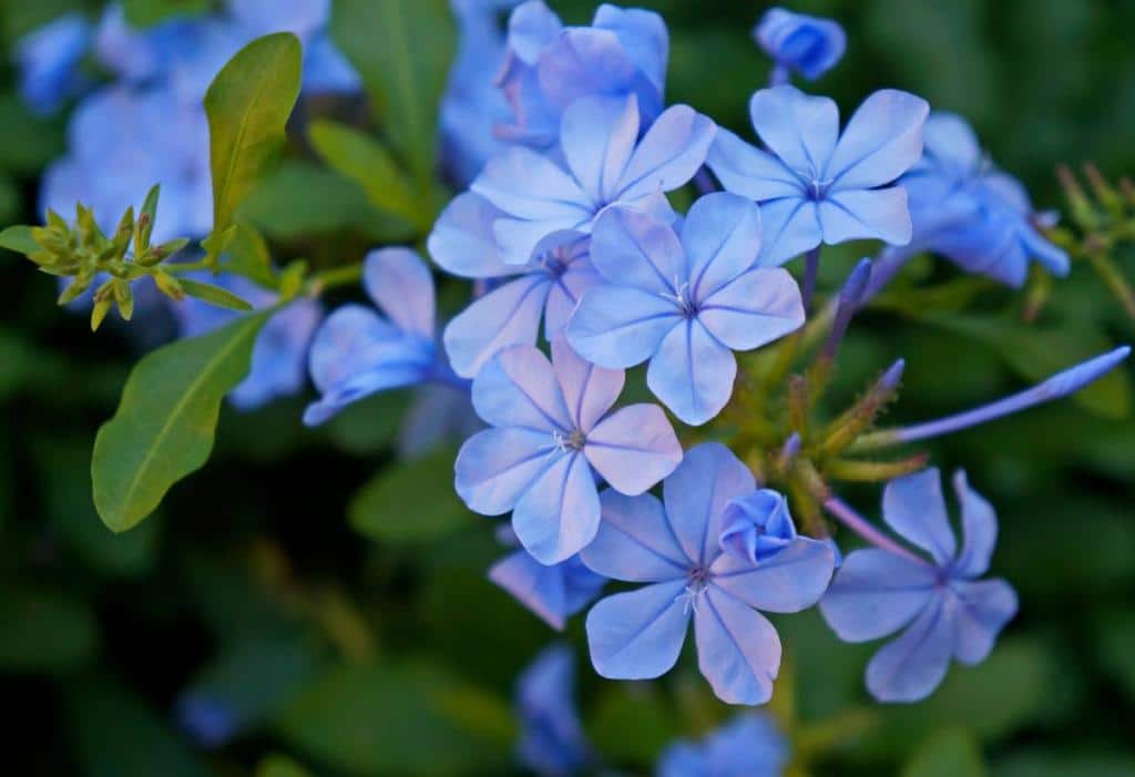 Plumbago