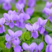 violette - Viola odorata
