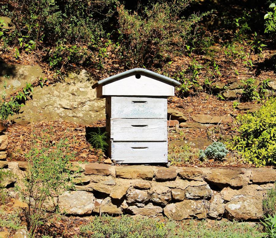 Avoir une ruche dans son jardin
