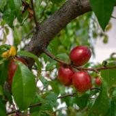 Nectarinier - arbre a nectarine