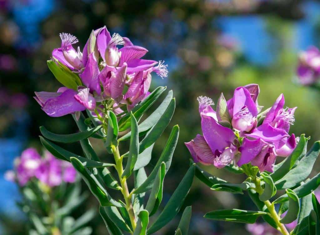 polygala myrtifolia