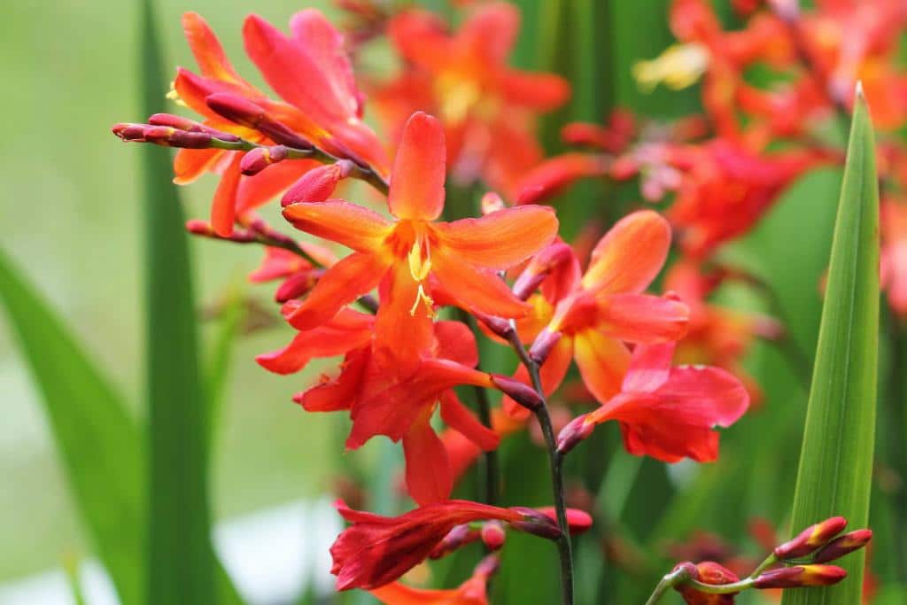 Crocosmia plante fleur