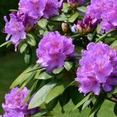 Rhododendron en pot