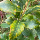 arbousier malade feuilles jaunes point noir