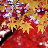 arbre couleur jaune rouge automne