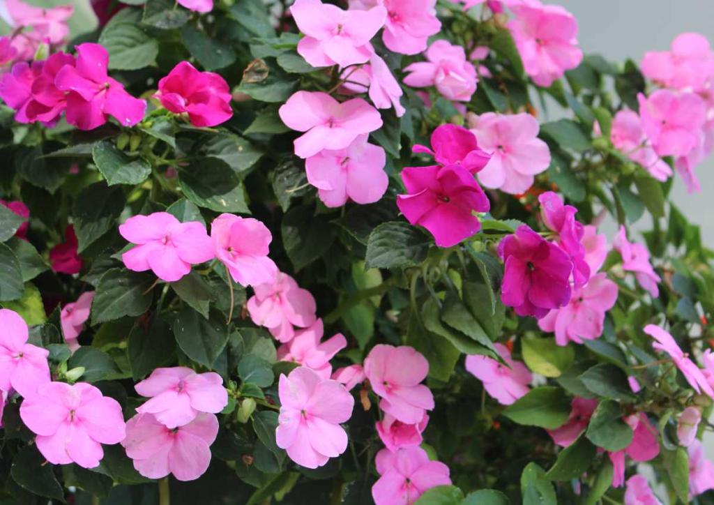 Impatiens