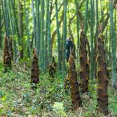 bambou envahissant