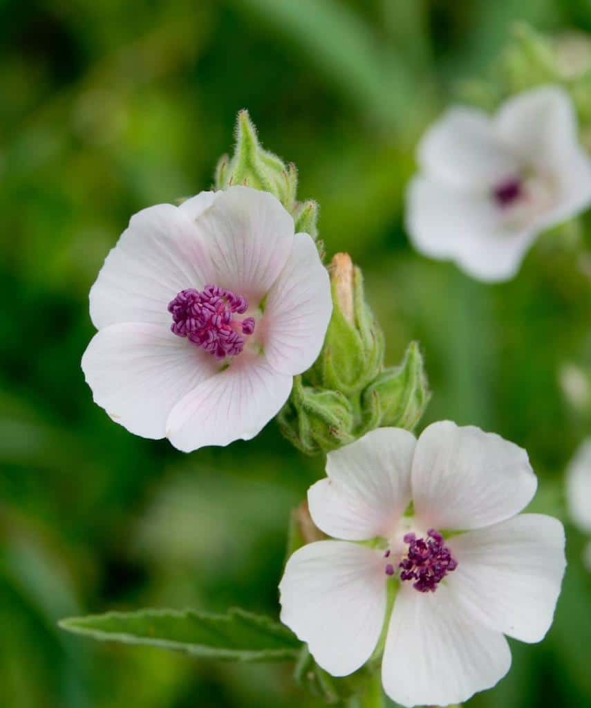 Guimauve officinale - Althaea officinalis