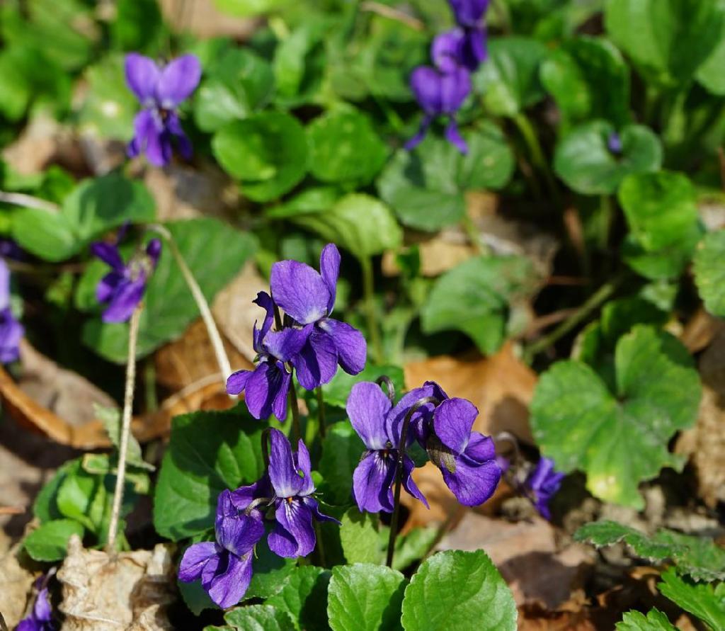 Violette Viola odorata bienfaits