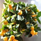 calamondin - citrus mitis
