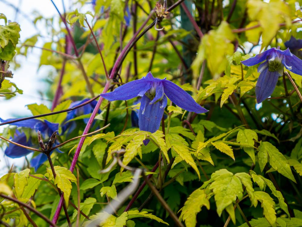 clematis alpina