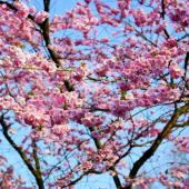 Cerisier du japon japonais - Prunus serrulata