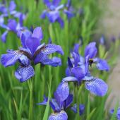 Iris fleur