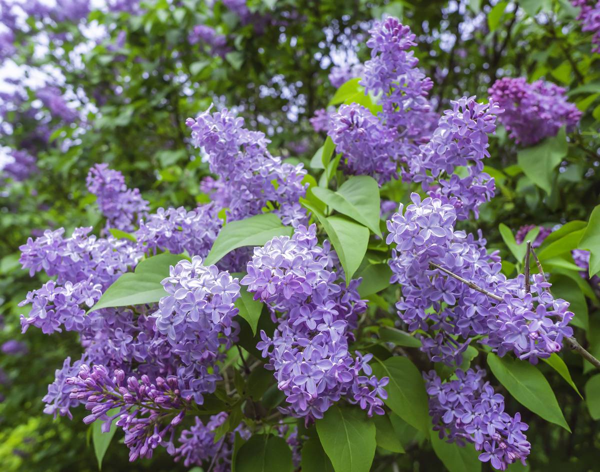 Replanter Lilas dans un nouveau terrain - Forum jardinage