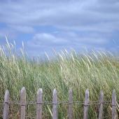 Oyat - herbe des dunes