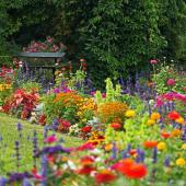 jardin et massif colore