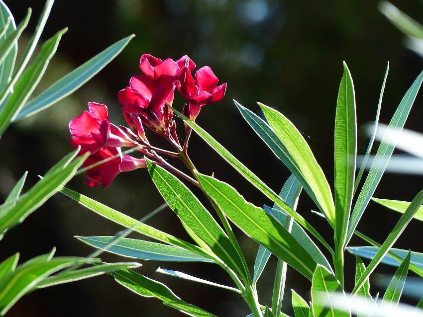 plantes toxiques jardin