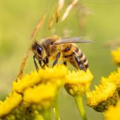 sauver proteger abeilles