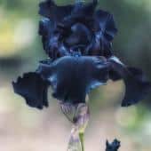 Plantes Fleurs noires