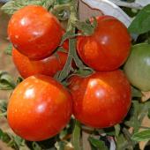 Tomate saint pierre