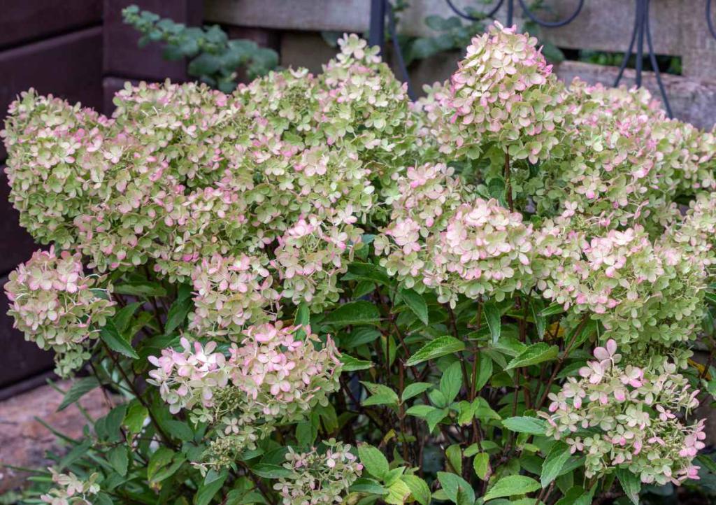 hortensia nouvelles variétés tendance