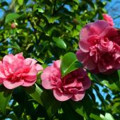 Camellia japonica - camelia du japon