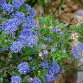 ceanothe arbuste fleur bleu
