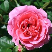 rosier anglais - rose anglaise - David Austin