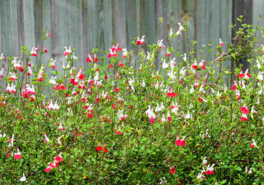 sauge de graham - Salvia microphylla grahamii