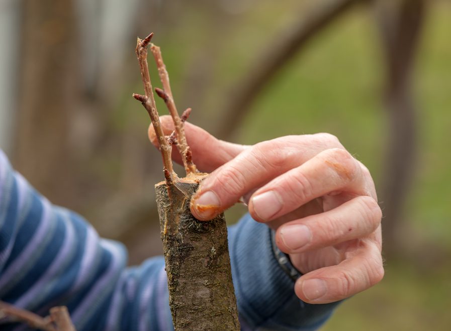 comment greffer un arbre greffage technique