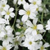idee Fleurs blanches jardin massif