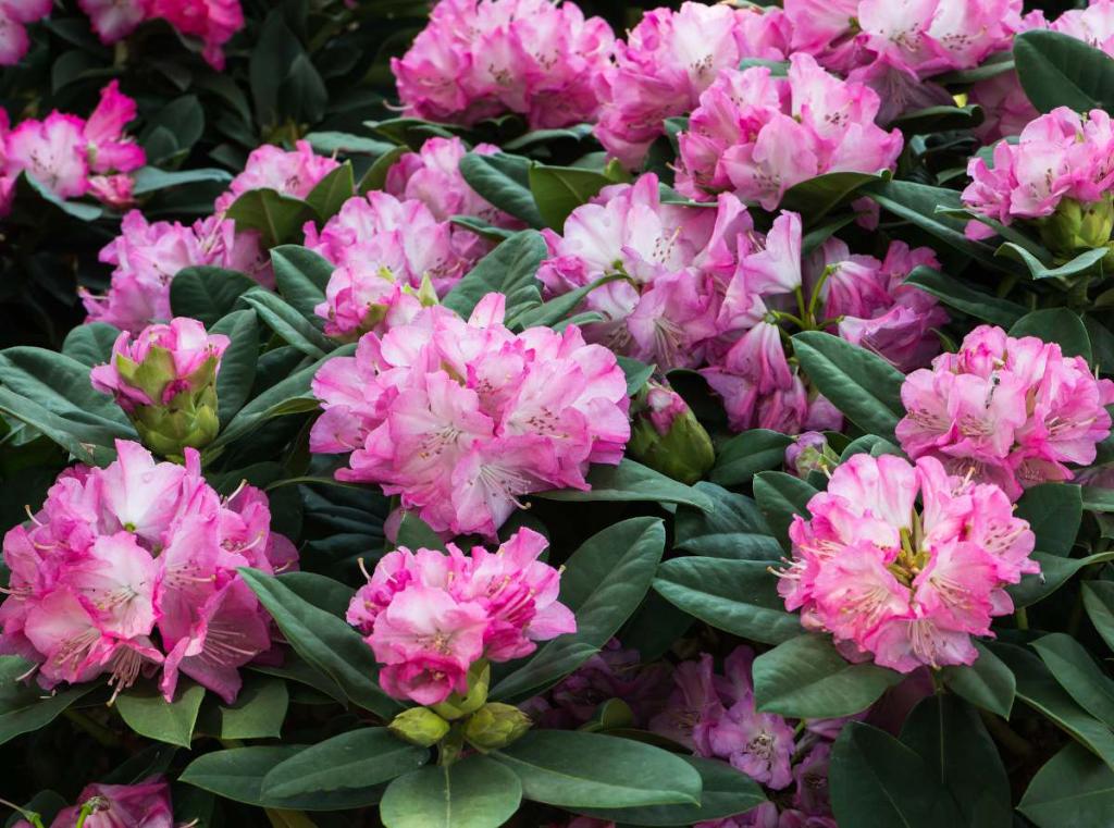 rhododendron