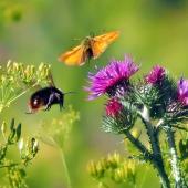 impact pesticide sur papillon et bourdon