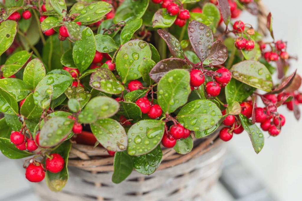 Plante pour jardiniere balconniere hiver