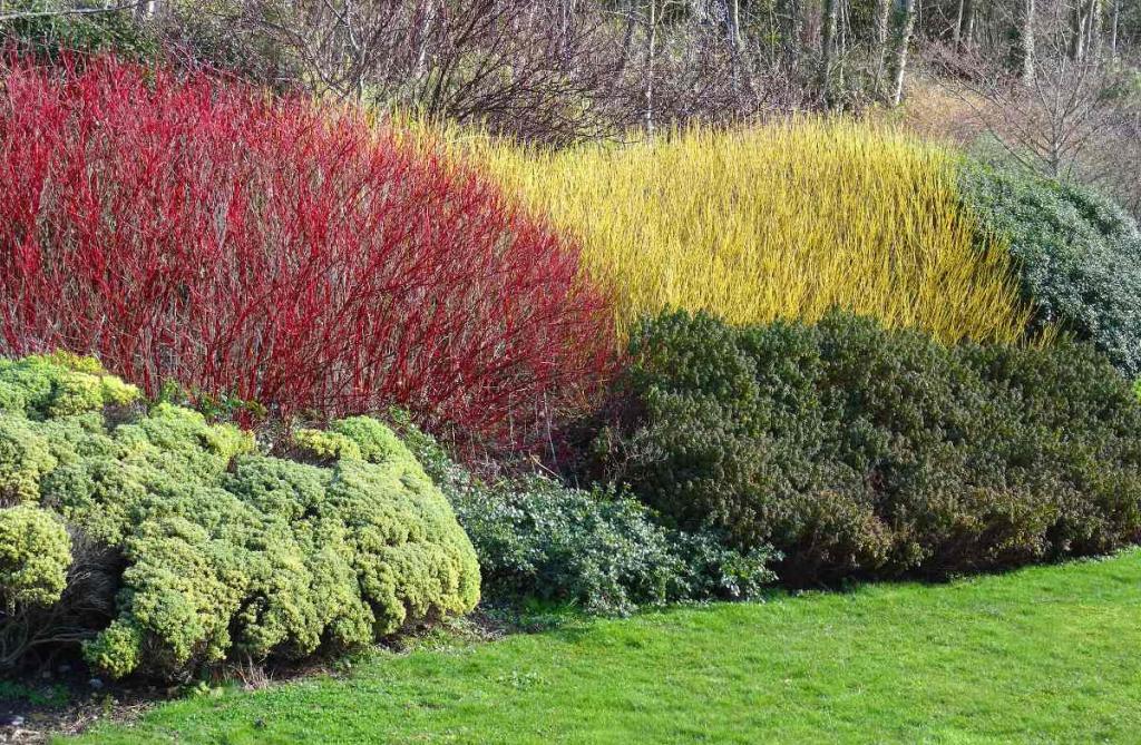 avoir un beau jardin en hiver plantes