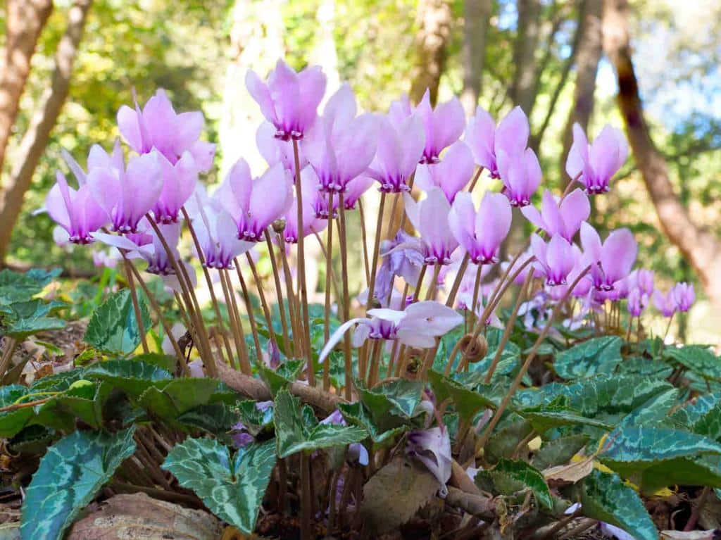 Cyclamen de Naples - Cyclamen hederifolium