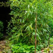 Phyllostachys bambou